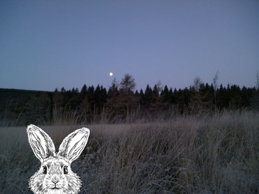 Gwen the Easter Bunny page 5