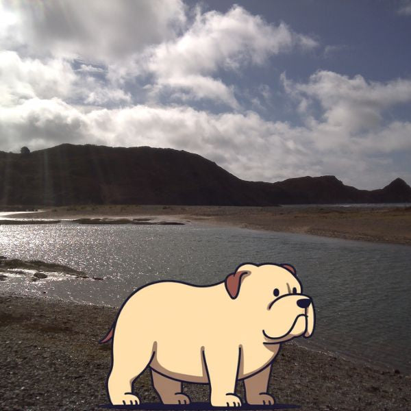 The Dog Picture Book