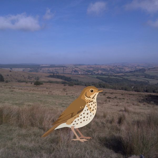 The Bird Picture Book