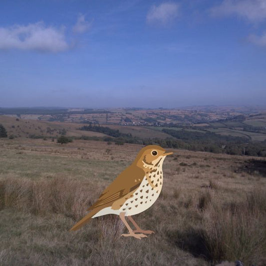 The Bird Picture Book