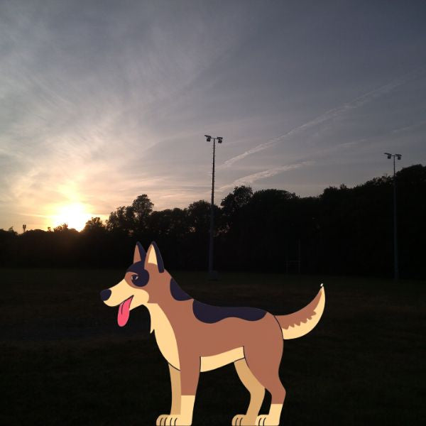 The Dog Picture Book