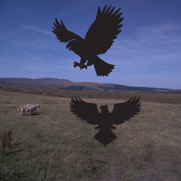 The Bird Picture Book