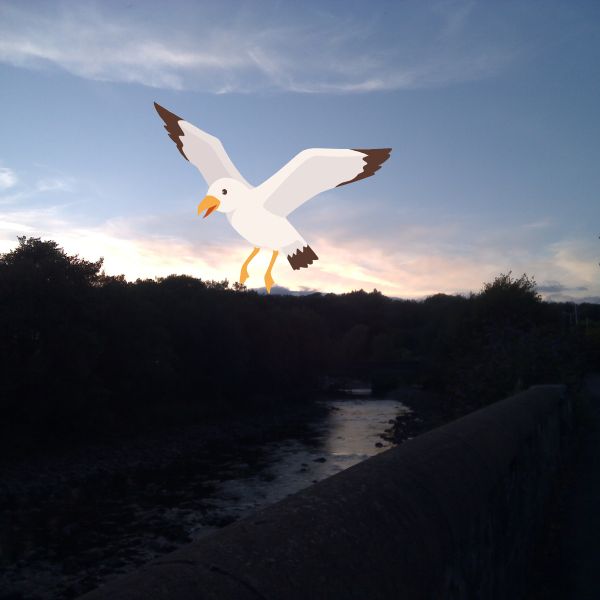 The Bird Picture Book