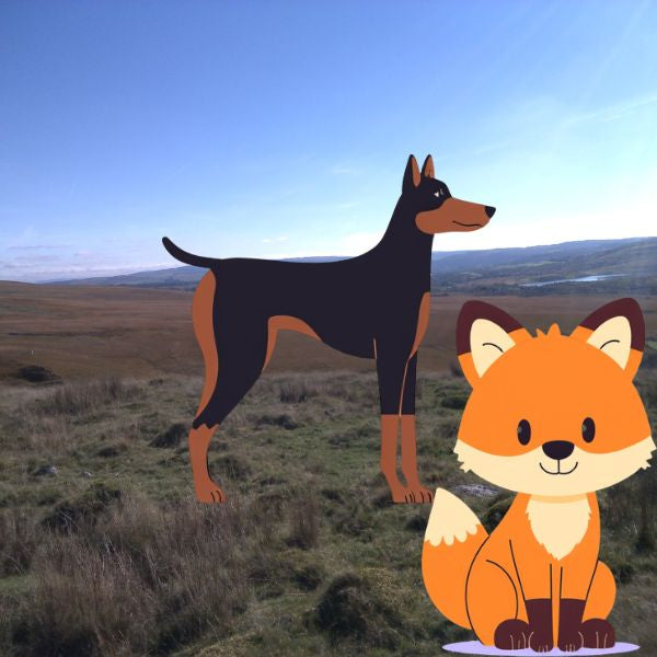 The Dog Picture Book