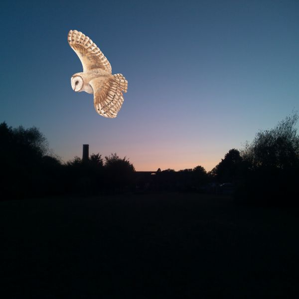 The Bird Picture Book