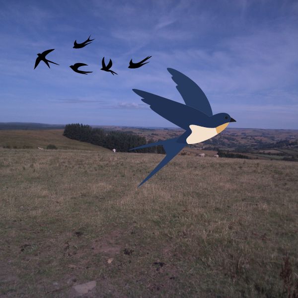 The Bird Picture Book