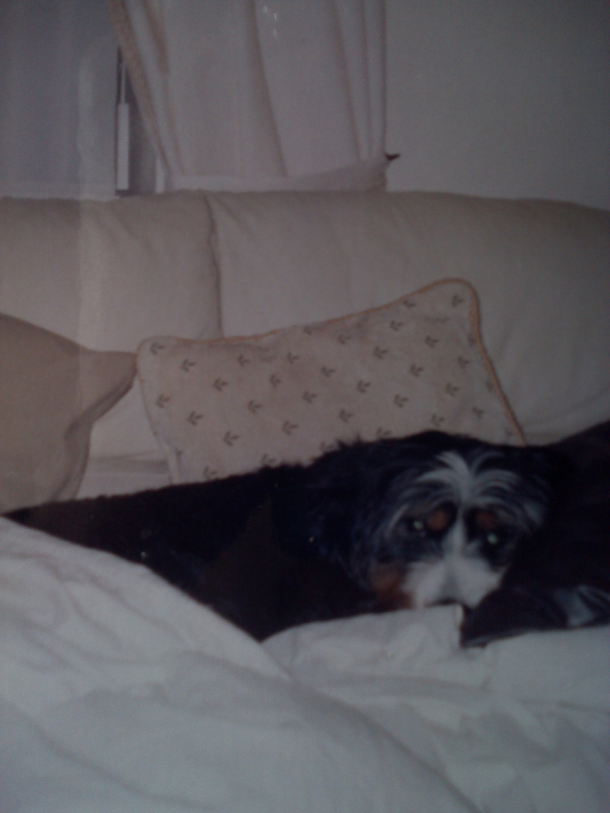 The Dog Picture Book