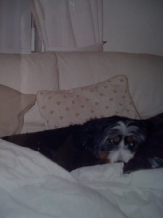 The Dog Picture Book