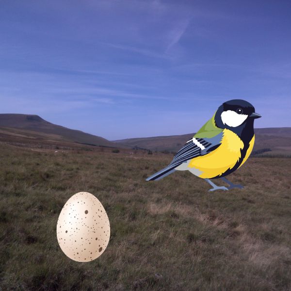 The Bird Picture Book