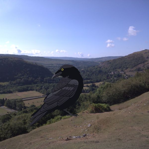 The Bird Picture Book