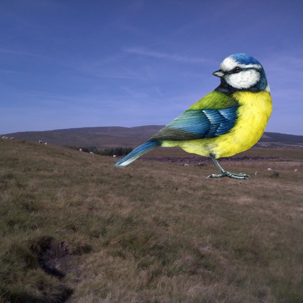 The Bird Picture Book