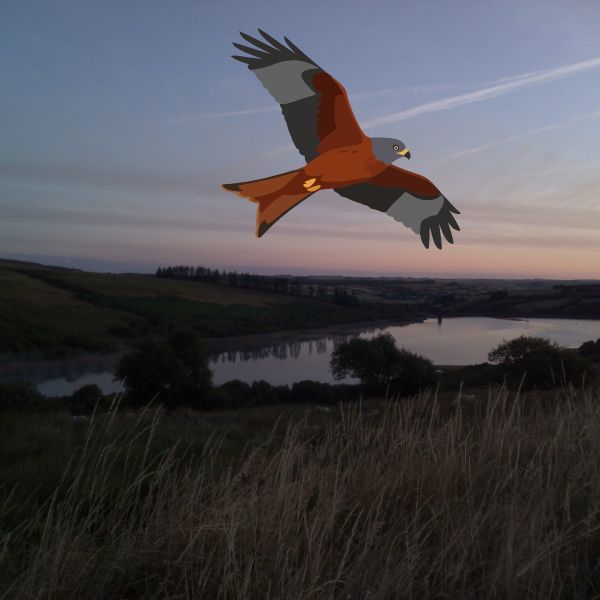 The Bird Picture Book