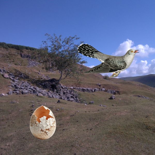 The Bird Picture Book