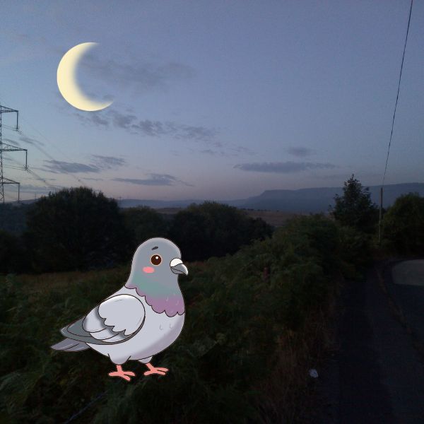 The Bird Picture Book
