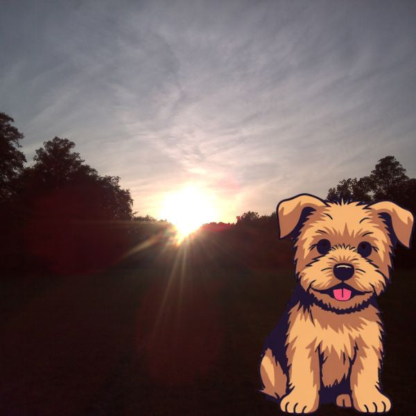 The Dog Picture Book