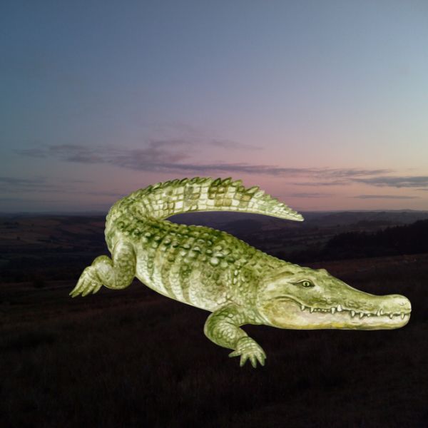 The Reptile Picture Book