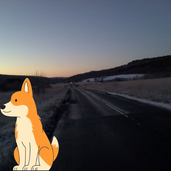The Dog Picture Book