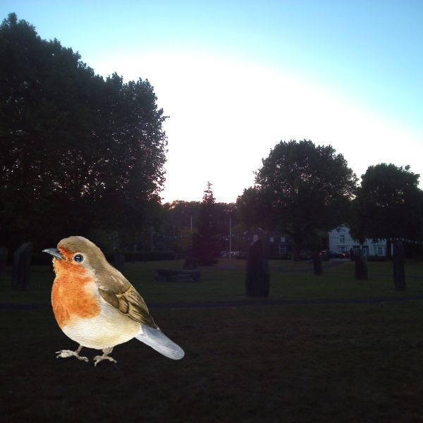 The Bird Picture Book