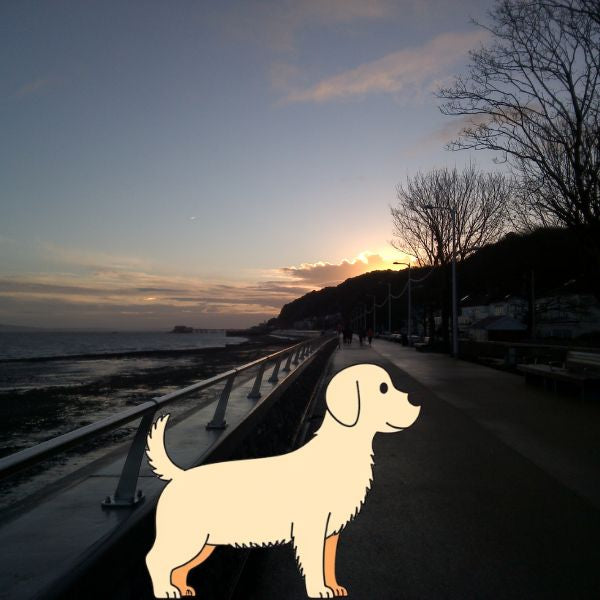 The Dog Picture Book