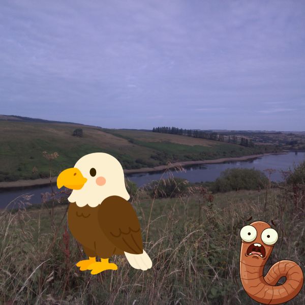 The Bird Picture Book
