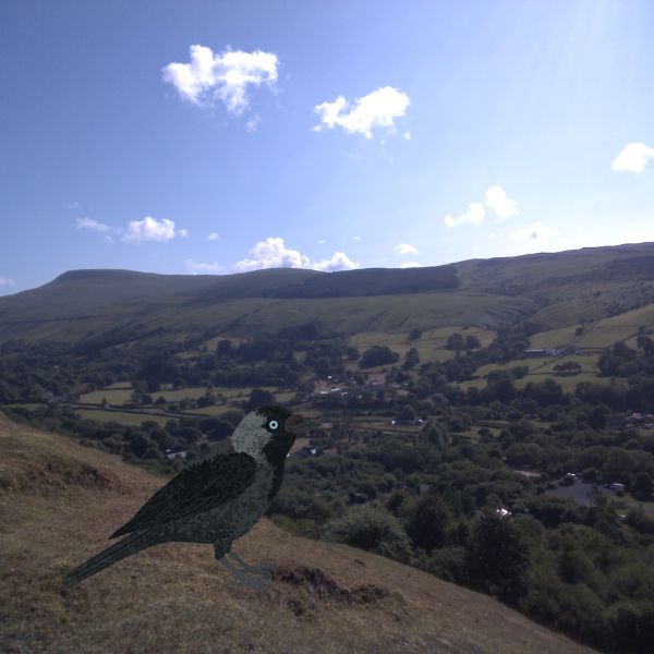 The Bird Picture Book